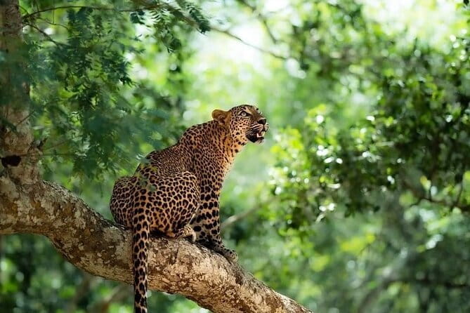 Yala National Park Safari : Special Guided Tour - Price and logistics: what you actually pay for Yala