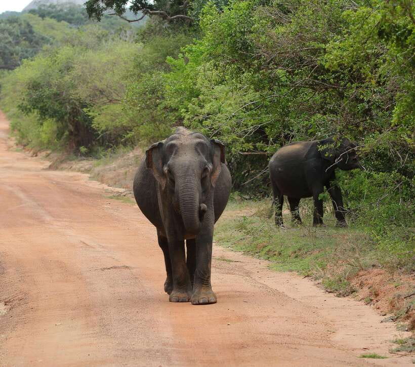 Yala National Park Safari Tour From Hambantota port - Pickup, Mobile Tickets, and the Jeep Reality Check