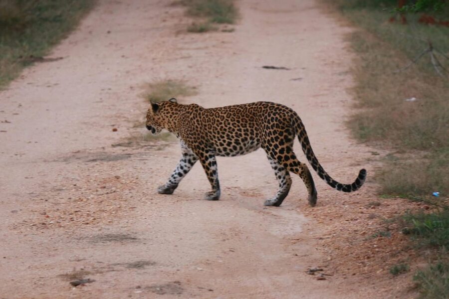 Yala National Park Safari Tour from Hambantota Port - A Quick Practical Checklist Before You Go