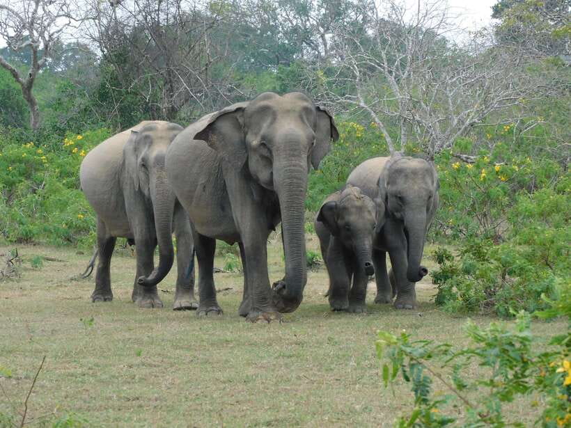 Yala National Park Safari Tour from Hambantota Port - Yala from Hambantota Port: Why This Route Works for Most People