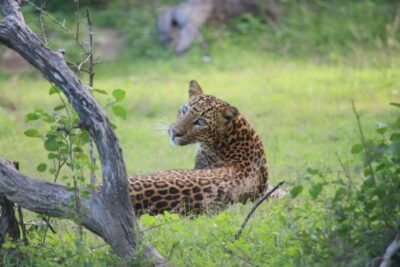 Yala National Park Safari Tour From Hambantota port - What You’ll See in Yala: Elephants, Crocs, Birds, and the Leopard Math