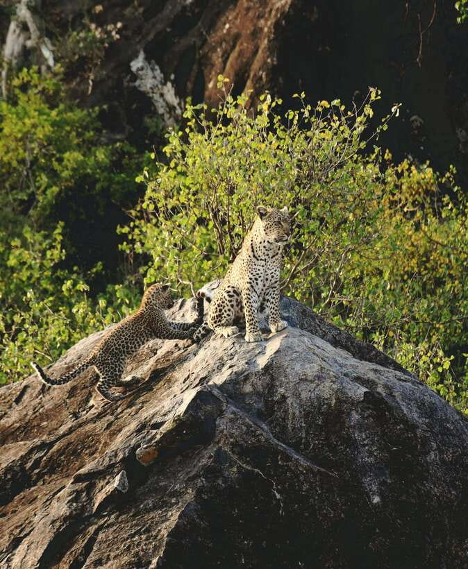 Yala National Park Safari Tour from Hambantota Port - The Core Experience Inside Yala National Park