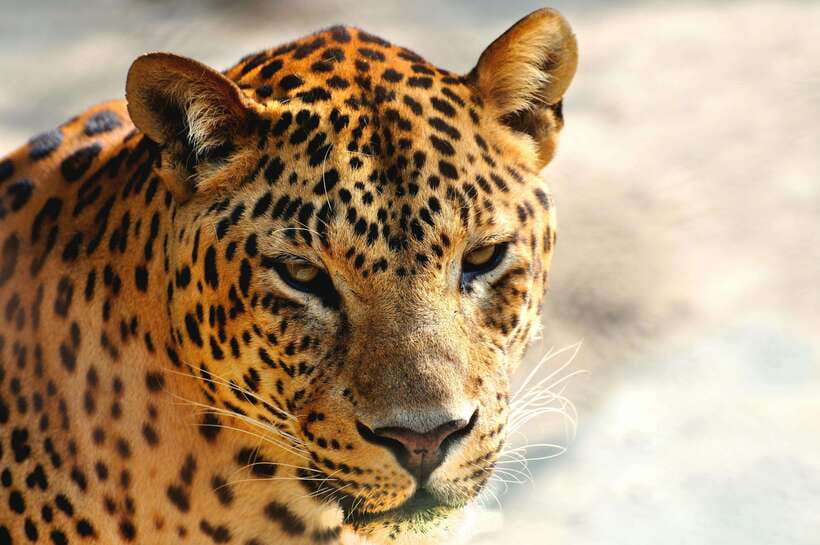 Yala National Park Safari Tour from Hambantota Port - Itinerary Breakdown: What Each Stop Really Means for Your Day