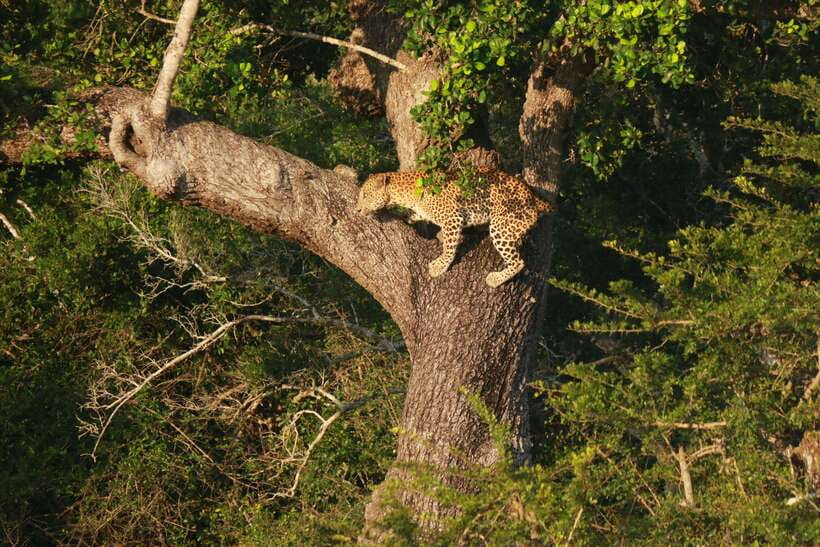 Yala National Park Safari Tour from Hambantota Port - Who Should Book This Safari (and Who Might Not)