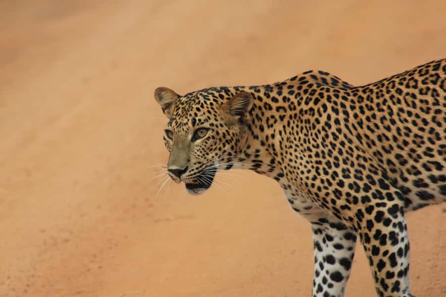 YALA National Park Safari Tour : Half day or Full day Tour - Getting There: Pickup Coverage Around Tissamaharama and Beyond