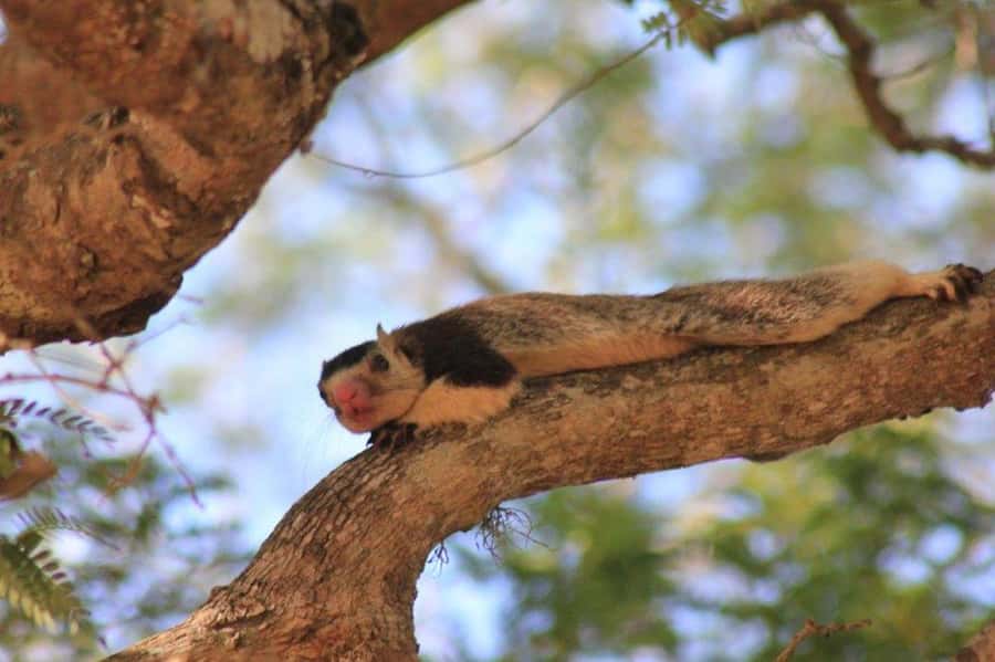 YALA National Park Safari Tour : Half day or Full day Tour - Patanangala Break: Rest Without Losing the Safari Rhythm