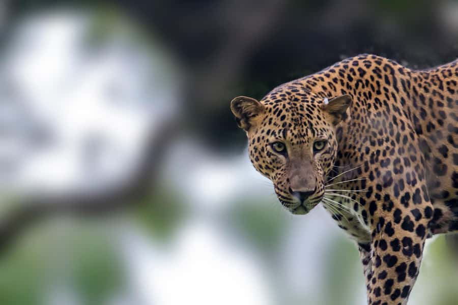 YALA National Park Safari Tour : Half day or Full day Tour - Jeep Comfort, Group Size, and Photo Time