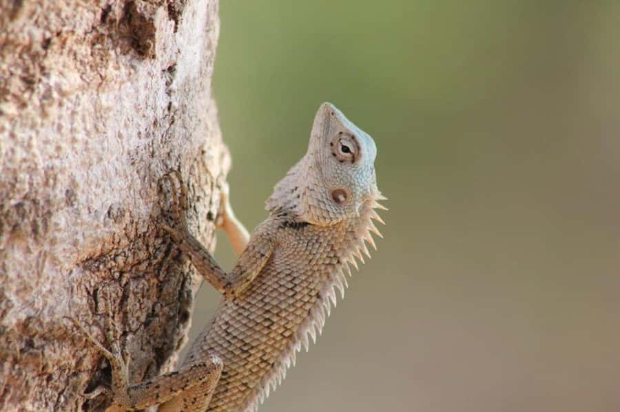 YALA National Park Safari Tour : Half day or Full day Tour - What You Might See: Animals Plus Birds (Not Just Leopards)