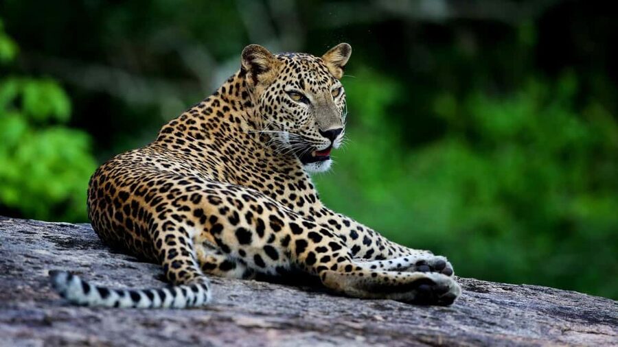 Yala National Park - Safari Tour with Hotel / Accommodation - Staying Steps from Yala: Rooms That Feel Useful