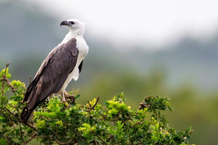Yala National Park - Safari Tour with Hotel / Accommodation - What You Might See Besides Leopards