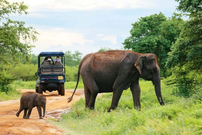Yala National Park - Safari Tour with Hotel / Accommodation - Logistics That Make It Easy: Pickup, Location, and Timing