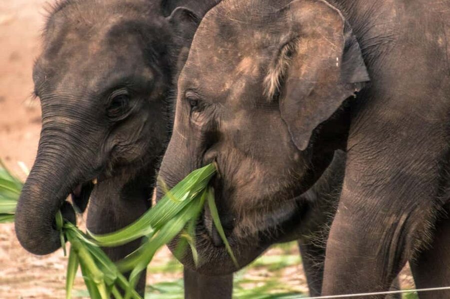 Yala National Park - Safari Tour with Hotel / Accommodation - Who This Safari Tour Fits Best