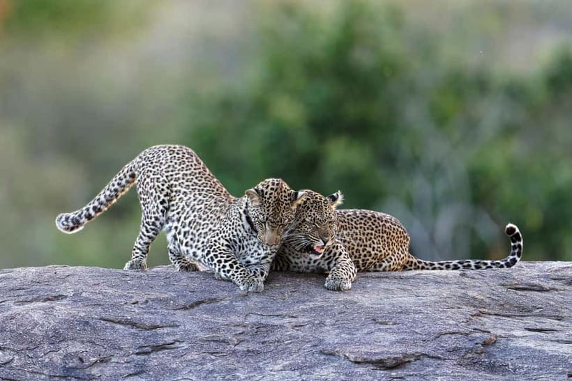 Yala National Park Safari Tours : 7 hours & 12 hours - Quick hits