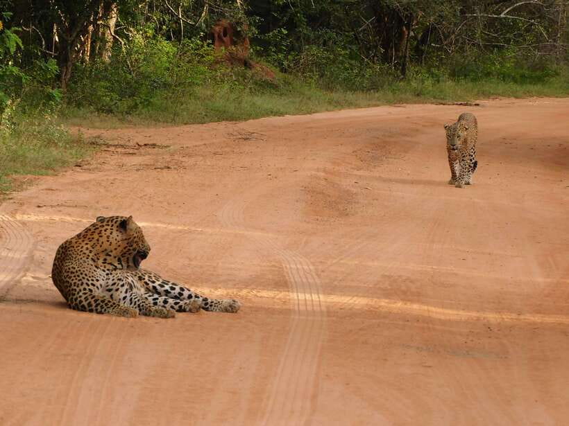 Yala National Park Safari Tours : 7 hours & 12 hours - Should you book this Yala National Park safari tour?