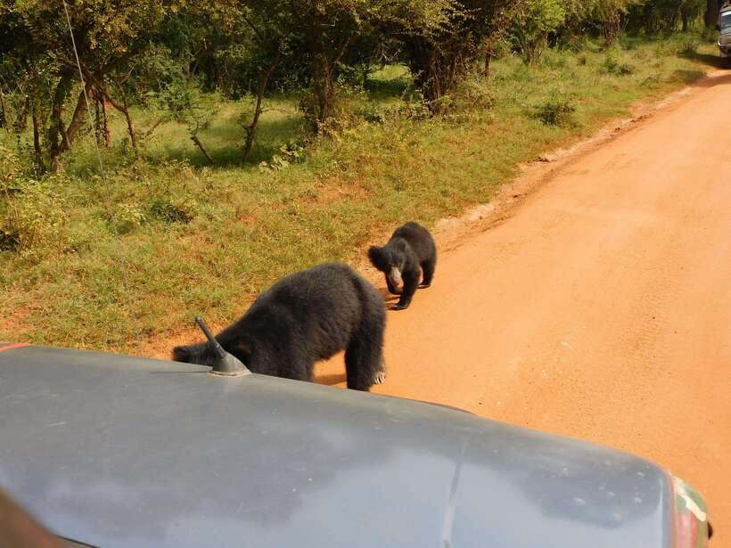 Yala National Park Safari Tours : 7 hours & 12 hours - Yala’s setting: forest, lagoons, and big-cat country