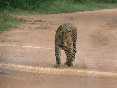 Yala National Park Safari Tours : 7 hours & 12 hours - 7 hours with breakfast or 12 hours with lunch: choosing the right pacing