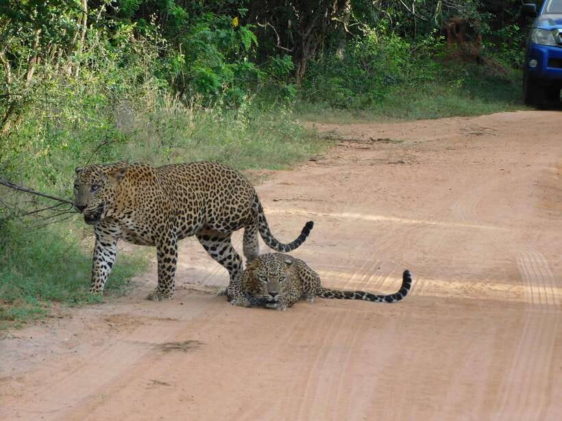 Yala National Park Safari Tours : 7 hours & 12 hours - Inside the park: how jeep safari spotting usually plays out