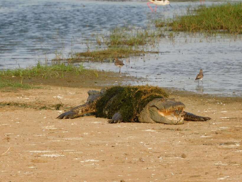 Yala National Park Safari Tours : 7 hours & 12 hours - Price and value: $25 plus entrance tickets at the gate