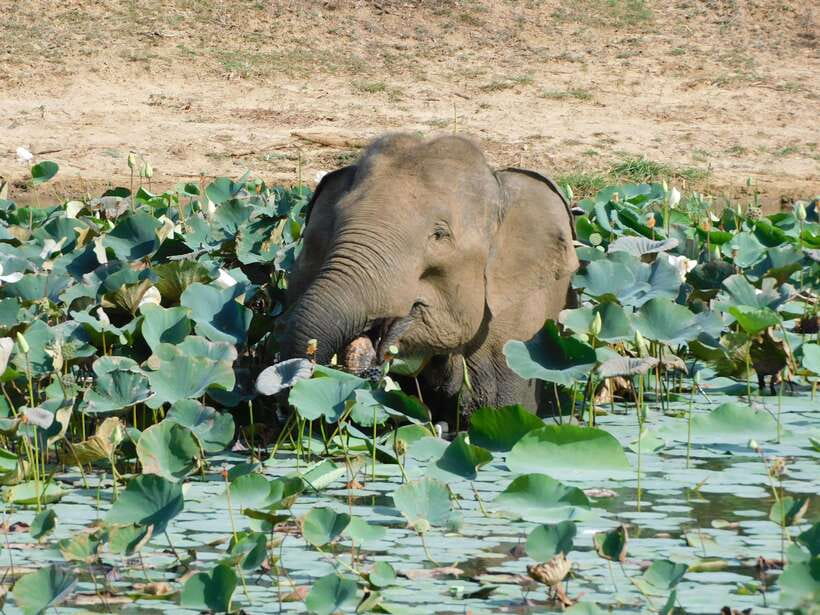 Yala National Park Safari Tours : 7 hours & 12 hours - What to pack and how to time your day for comfort
