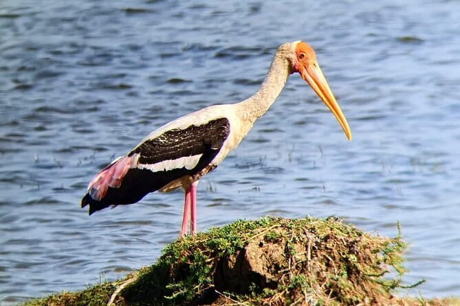 Yala National Park Safari Tours from Hambantota Port - Inside Yala National Park: Jungle, Plains, and Lagoons on One Drive