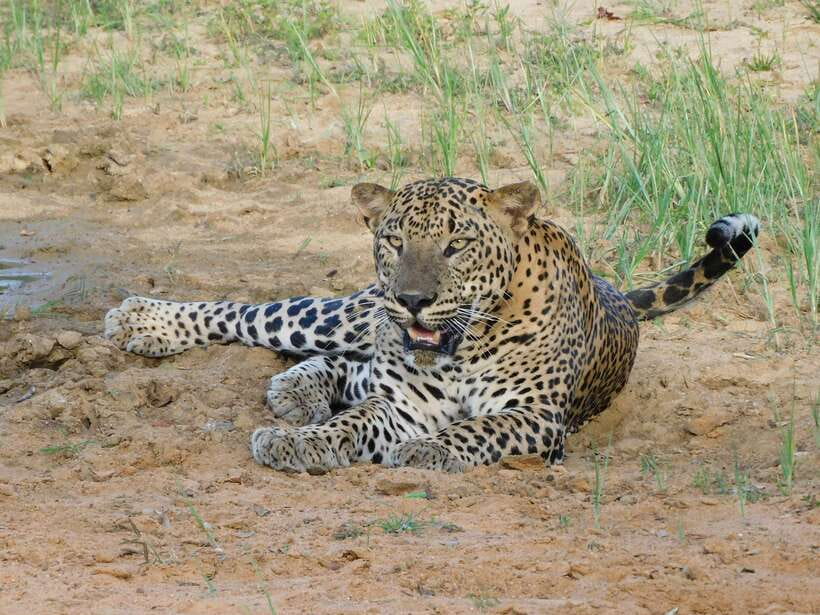 Yala National Park Safari Tours : Half Day & Full Day - Key highlights you’ll feel on the day