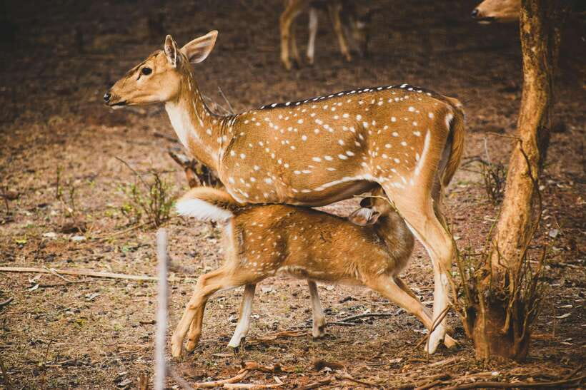 Yala National Park Safari Tours : Half Day & Full Day - Guides Matter: The Names I’d Remember