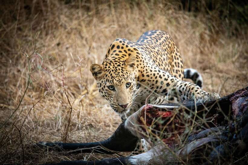 Yala National Park Safari Tours : Half Day & Full Day - Yala Safari Reality Check: Wild Animals, Real Timing