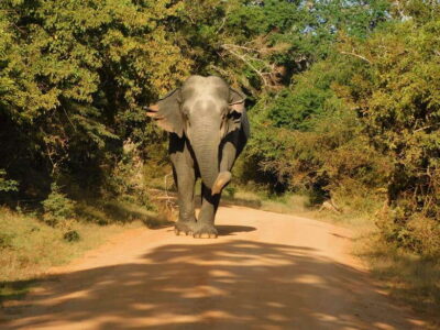 Yala National Park Safari Tours - Half Day & Full Day - Entering Yala National Park the Smart Way