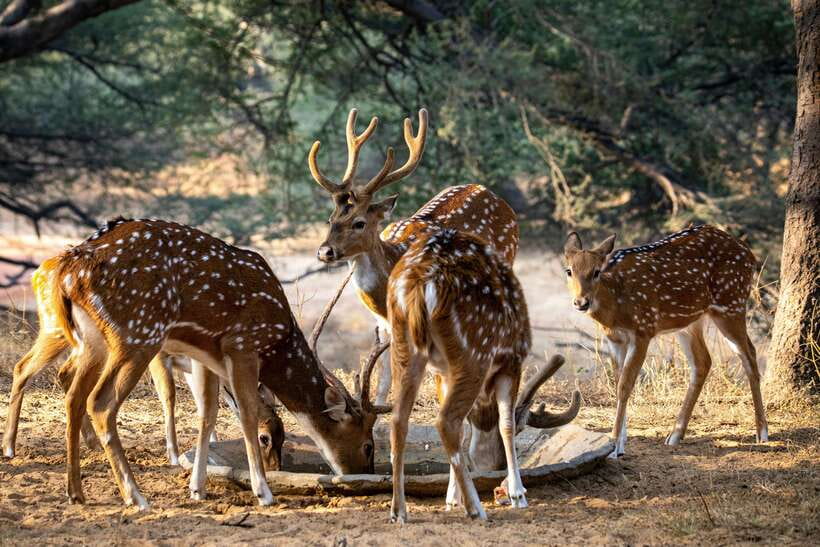 Yala National Park Safari Tours : Half Day & Full Day - The Jeep Game: How the 4WD Drives Affect Your Sightings