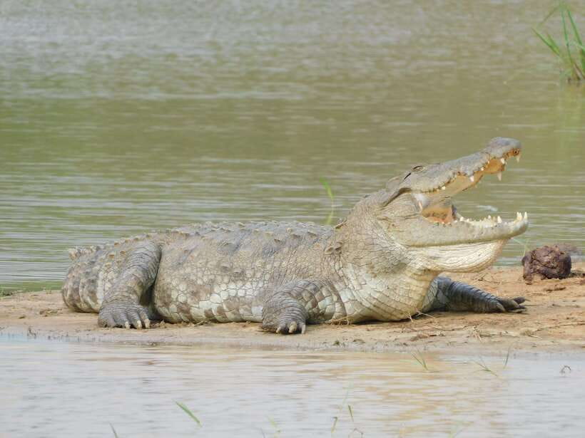 Yala National Park Safari Tours : Half Day & Full Day - Leopard Safari Focus: What Makes the Big Cats More Likely