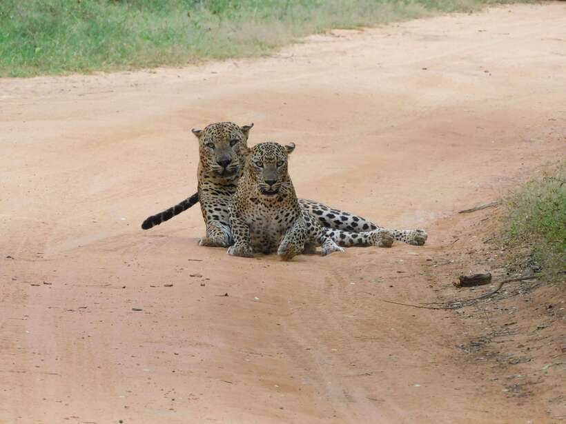 Yala National Park Safari Tours : Half Day & Full Day - What to Expect Inside the Day: Stops, Breaks, and Dust