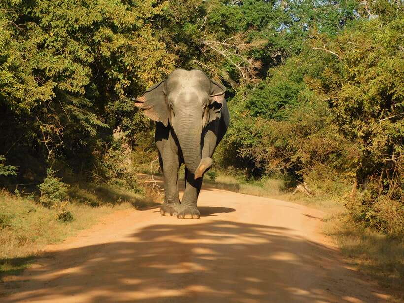 Yala National Park Safari Tours - Half Day & Full Day - Entering Yala National Park the Smart Way