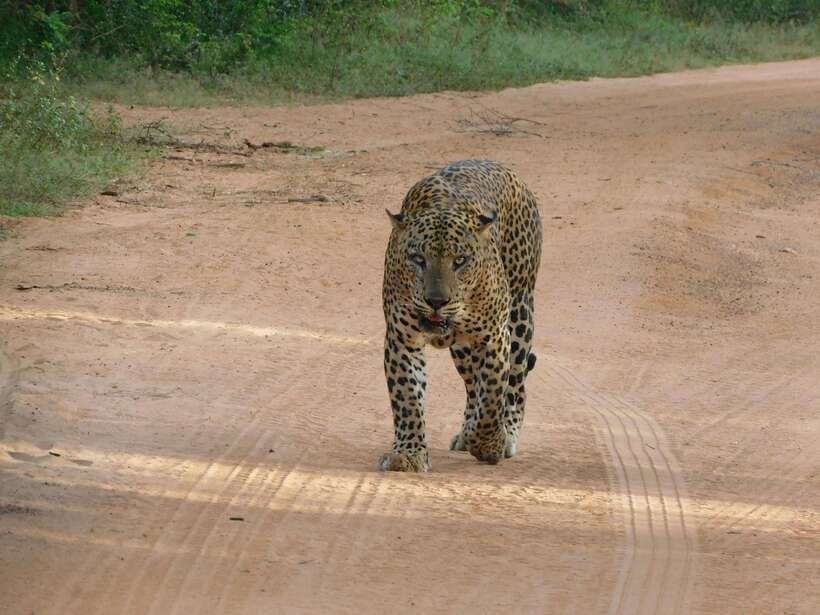 Yala National Park Safari Tours: Morning/Evening/Full Day - Key safari details that matter