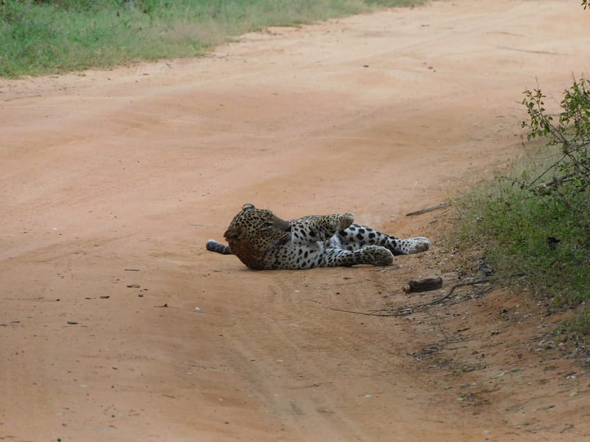 Yala National Park Safari Tours: Morning/Evening/Full Day - Who should book this Yala safari (and who should choose a different plan)