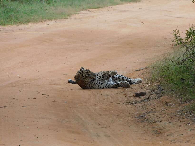 Yala National Park Safari Tours: Morning/Evening/Full Day - Food on safari: breakfast in the morning and lunch by the ocean
