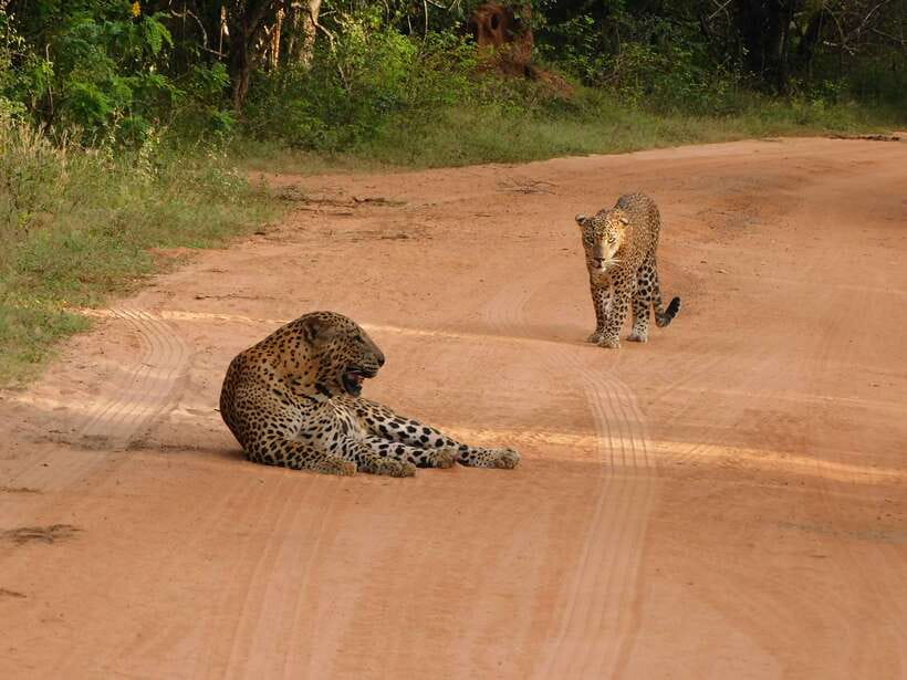 Yala National Park Safari Tours: Morning/Evening/Full Day - Price and value: why $25 can be a bargain here