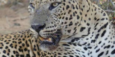 Yala National Park Sharing Safari (5 Hours) - The 4WD timing game: sunrise or sunset, and why you should care