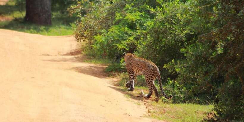 Yala National Park Sharing Safari (5 Hours) - Inside Yala: light forests, scrub, grasslands, and lagoons