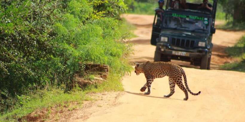 Yala National Park Sharing Safari (5 Hours) - Target animals: leopards, elephants, sloth bears, and the rest of the cast