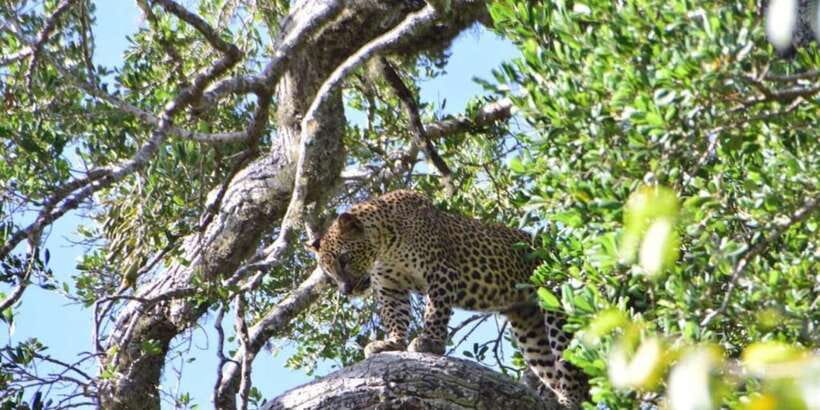 Yala National Park Sharing Safari (5 Hours) - How the guide makes the difference (especially with bird IDs)