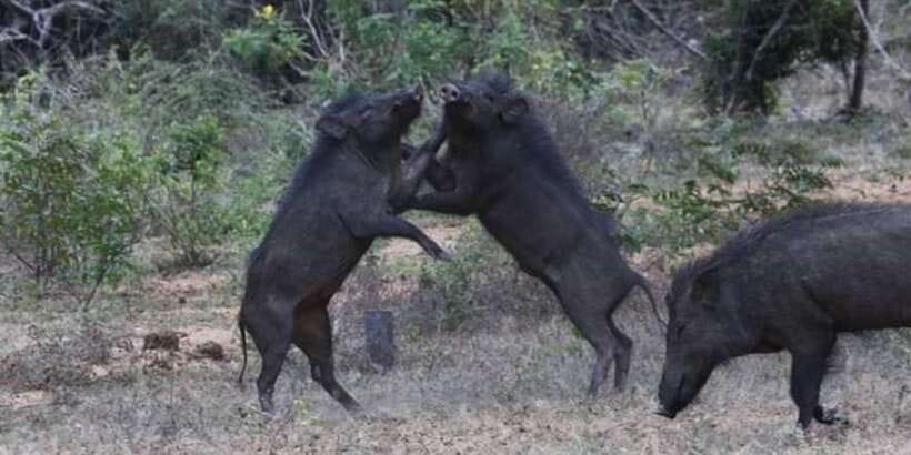 Yala National Park Sharing Safari (5 Hours) - Price and value: what $19 covers, and what you pay at the gate