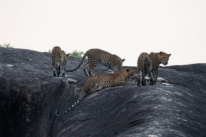 Yala National Park special Half-Day & Full-Day Safari Adventure - Key things I’d plan around in Yala Odyssey Tours