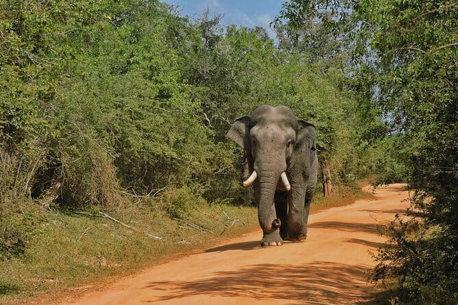 Yala National Park special Half-Day & Full-Day Safari Adventure - Why Yala works so well for your first safari