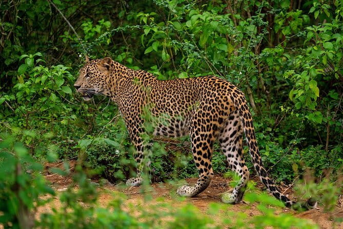 Yala National Park special Half-Day & Full-Day Safari Adventure - Wildlife targets you can realistically chase