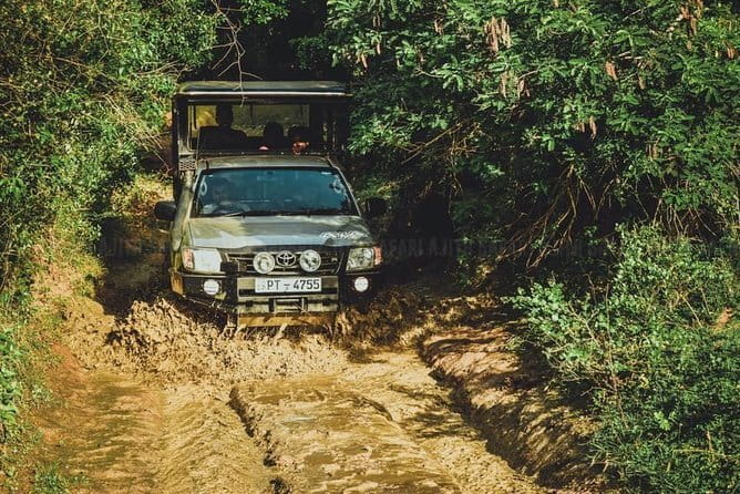 Yala National Park special Half-Day & Full-Day Safari Adventure - Price and value: what you’re really paying for