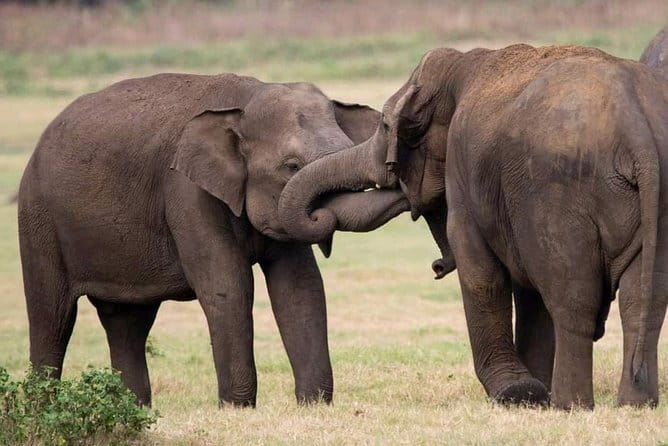 Yala National Park Tour From Hambantota Port - Guides and Driving Style: Safety, Effort, and Communication Levels
