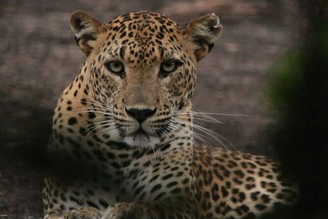 Yala National Park Tour From Hambantota Port - Yala National Park: A Leopard-First Plan With Real Variety