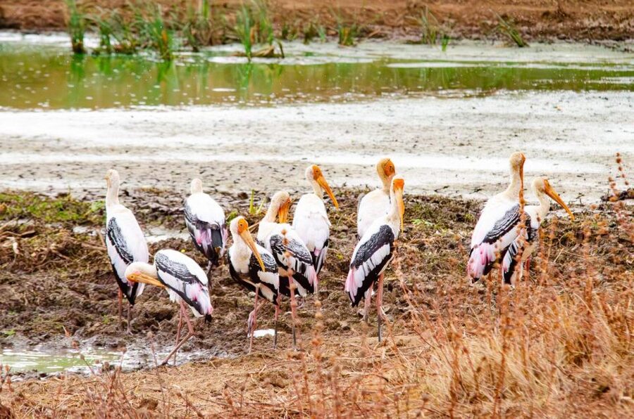 Yala National Park Wildlife safari from Mirissa - Who this Yala safari suits best (and who should rethink it)