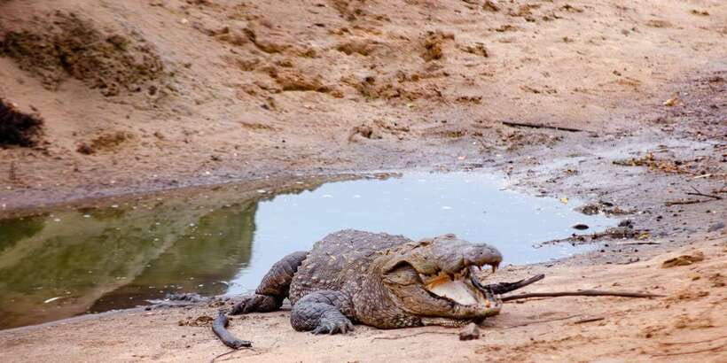 Yala National Park Wildlife safari from Mirissa - Why Yala National Park is a big deal for leopards and birds