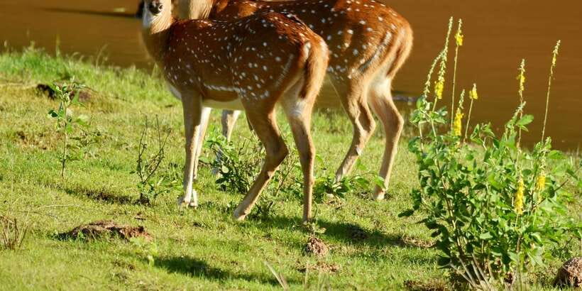 Yala National Park Wildlife safari from Mirissa - The 3-hour game drive: how your jeep safari experience actually plays out